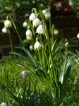 FZ003284 Spring snowflake (Leucojum vernum) in garden.jpg